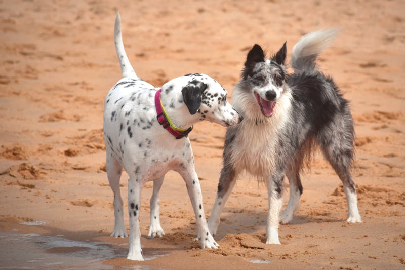 Dogs playing on the beach - animal energy healing